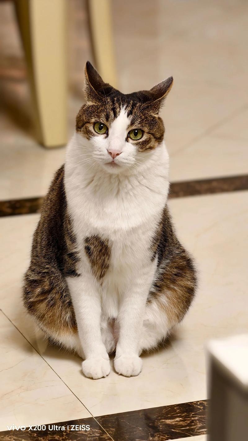 四川特有双耳猫,捕鼠能手忠诚伴(简州猫图片) 四川特有双耳猫,捕鼠能手忠诚伴(简州猫图片)