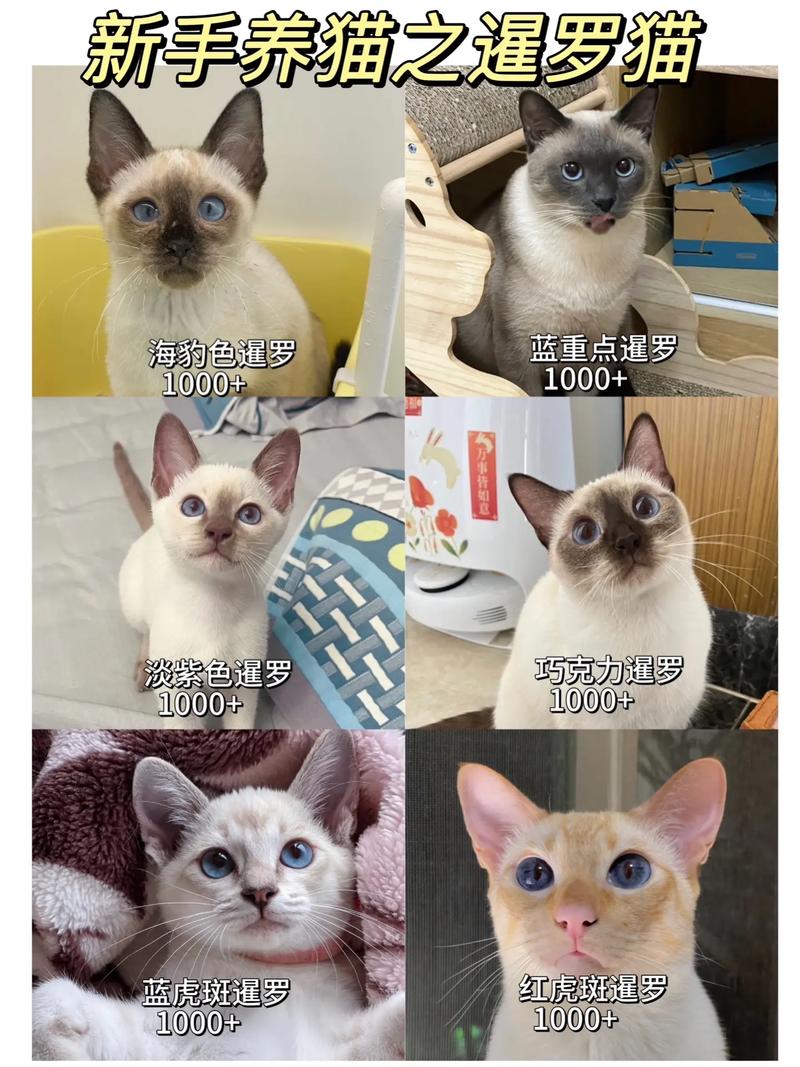 忠诚粘人爱玩耍,聪明暹罗需陪伴(泰国暹罗猫的性格脾气) 忠诚粘人爱玩耍,聪明暹罗需陪伴(泰国暹罗猫的性格脾气)