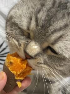 红薯香糯，可少量喂猫助消化，注意别过量！（小猫爱吃红薯）