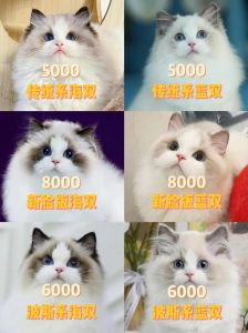 布偶猫价格因品相血统年龄差异大（36个月的布偶猫一般多少钱）