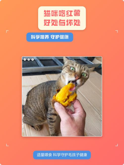 幼猫肠胃弱,红薯要慎喂,南瓜更佳(幼猫能不能吃红薯) 幼猫肠胃弱,红薯要慎喂,南瓜更佳(幼猫能不能吃红薯)