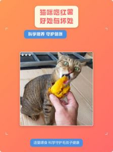 红薯养猫好，熟食少喂，别喂生，均衡饮食最重要（猫猫可以吃红薯粥吗）