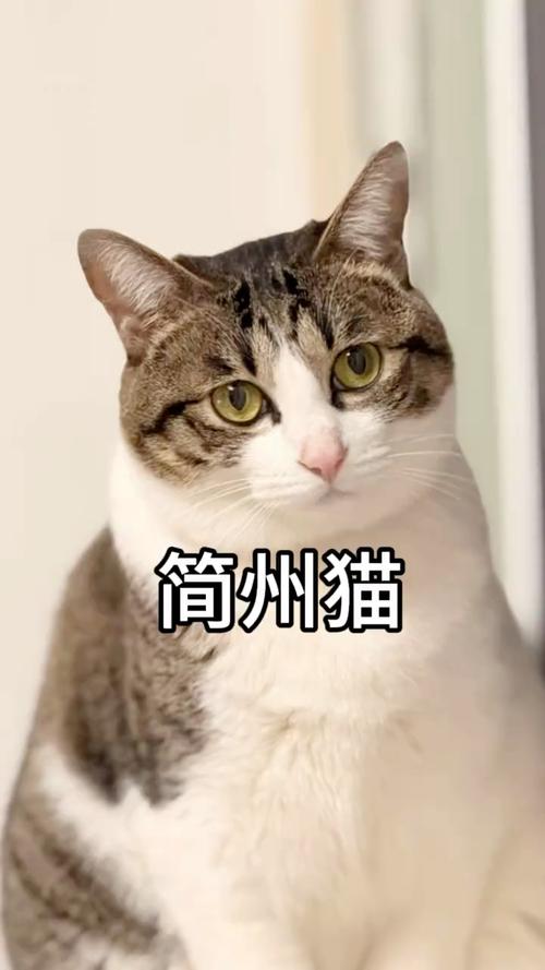 四川特有忠诚伙伴,健康长寿好猫咪(简州猫的寿命是多少) 四川特有忠诚伙伴,健康长寿好猫咪(简州猫的寿命是多少)