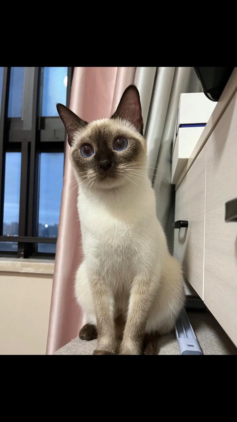 优雅迷人,短毛易打理(暹罗猫品相最好的图片) 优雅迷人,短毛易打理(暹罗猫品相最好的图片)