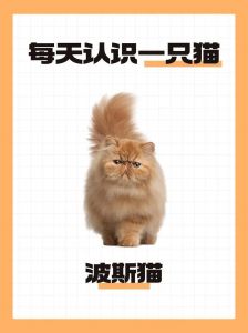 温柔粘人爱陪伴，优雅安静波斯猫 (23字)（波斯猫性格优点缺点）