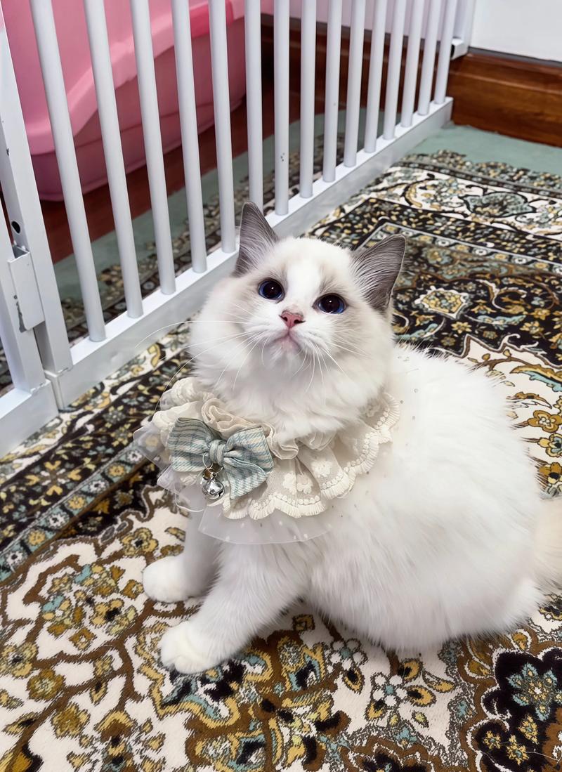 蓝双布偶猫价格高，纯种健康价值高（蓝双布偶猫多少钱一只）