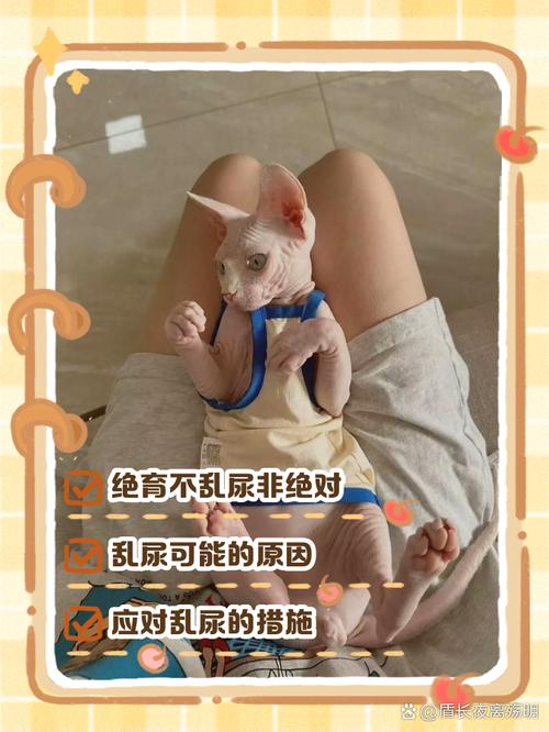 猫咪乱尿怎么办?绝育加科学管理是关键!(猫乱拉乱尿怎么解决 绝育有用吗) 猫咪乱尿怎么办?绝育加科学管理是关键!(猫乱拉乱尿怎么解决 绝育有用吗)