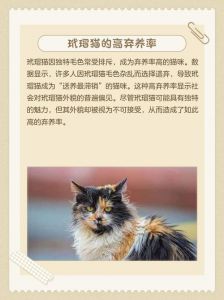 玳瑁猫被偏见弃养？别以貌取宠！（玳瑁猫为什么不建议养）