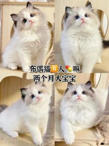 布偶猫怀孕2个月，幼猫2-3个月独立，注意营养和疫苗（布偶猫生一窝一般几只）
