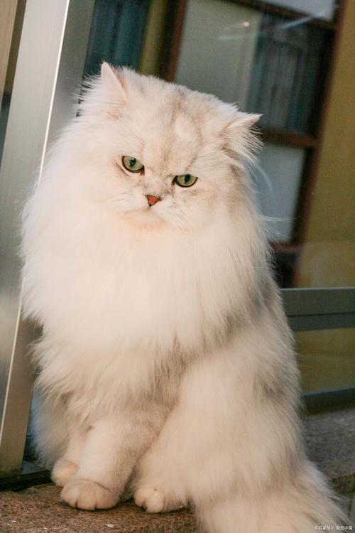 优雅高贵小猫咪（纯种金吉拉猫图片）