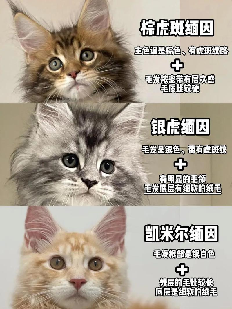 公猫冒号母猫感叹号（缅因猫幼猫如何区分公母）