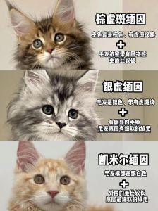 公猫冒号母猫感叹号（缅因猫幼猫如何区分公母）