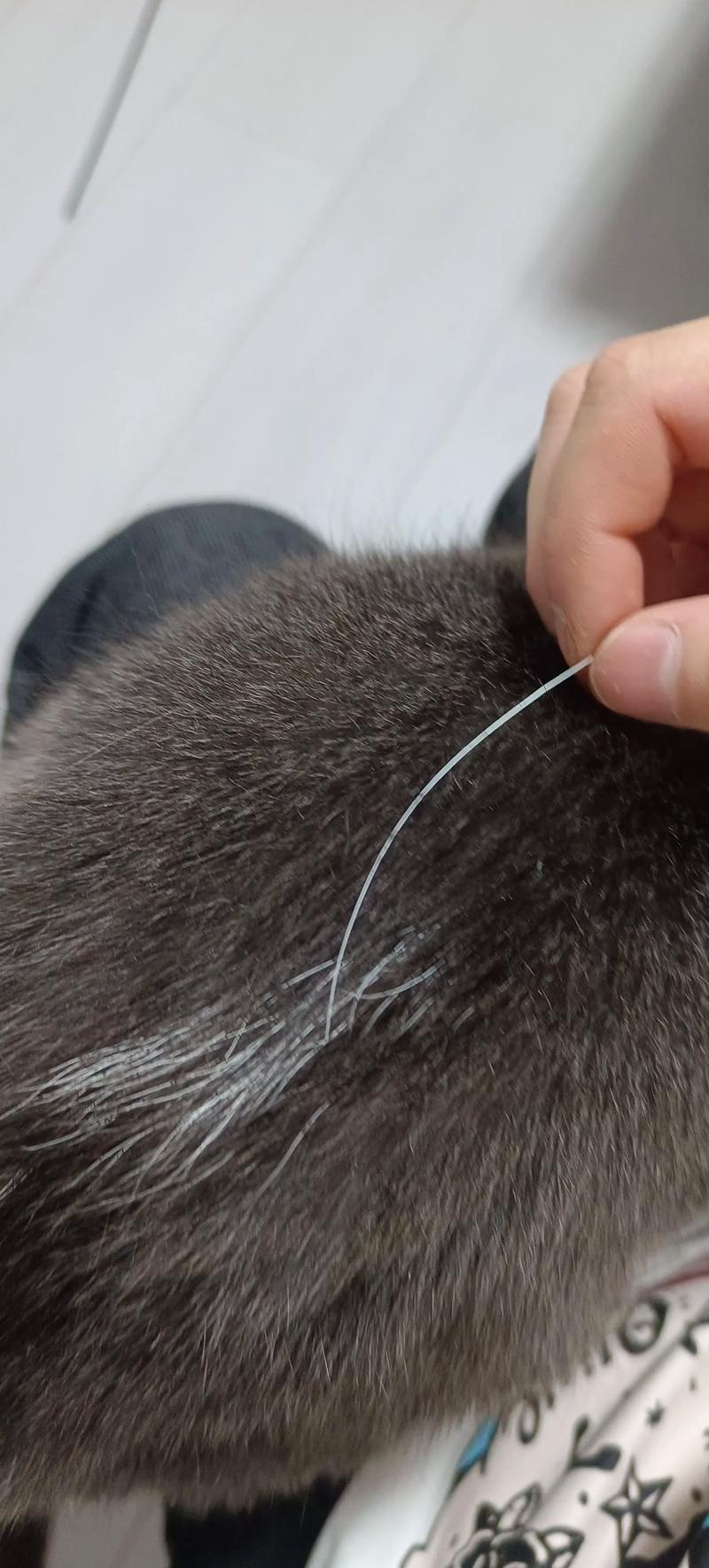 猫咪胡须很重要,别乱剪!(小猫的胡子有什么作用) 猫咪胡须很重要,别乱剪!(小猫的胡子有什么作用)