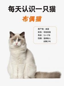 蹭你咕噜睡身边（布偶猫把你当主人的表现）