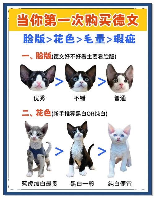 温和粘人德文猫,适合陪伴,需细心照顾(德文猫优点和缺点) 温和粘人德文猫,适合陪伴,需细心照顾(德文猫优点和缺点)