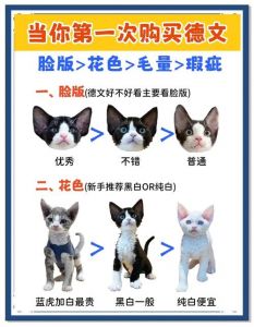 温和粘人德文猫，适合陪伴，需细心照顾（德文猫优点和缺点）