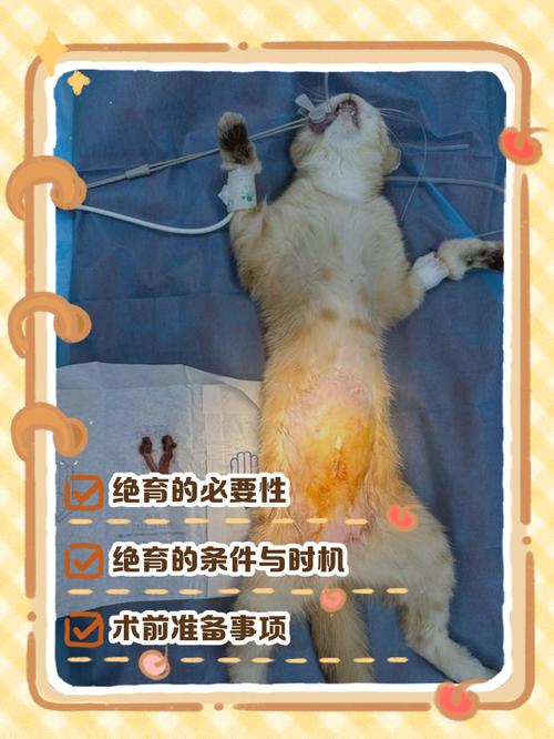 健康好?(猫咪做绝育的好处和坏处) 健康好?(猫咪做绝育的好处和坏处)