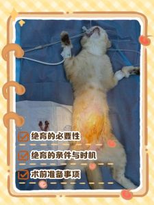 健康好？（猫咪做绝育的好处和坏处）
