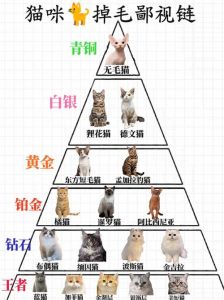 暹罗猫掉毛少易打理，布偶猫掉毛多需勤梳（暹罗猫和布偶猫哪个掉毛更严重）