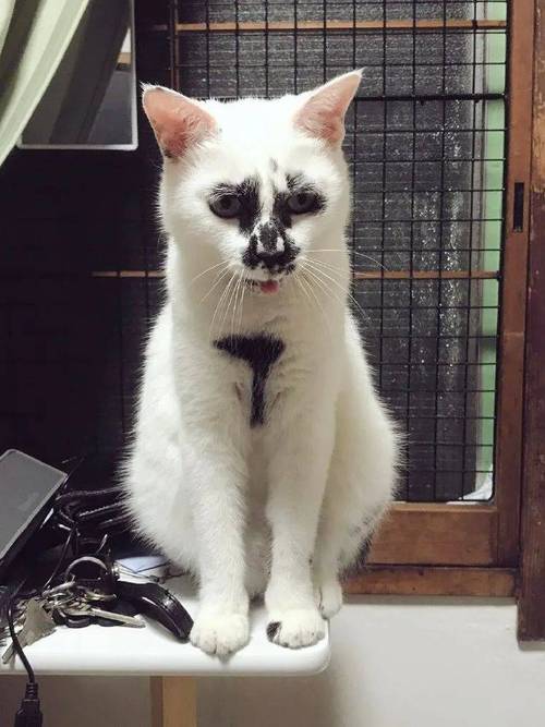 颠覆审美!(十大公认最丑的猫) 颠覆审美!(十大公认最丑的猫)