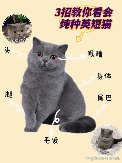 蓝猫价格1000到数万,好性格易饲养(蓝猫多少钱一只正常价) 蓝猫价格1000到数万,好性格易饲养(蓝猫多少钱一只正常价)