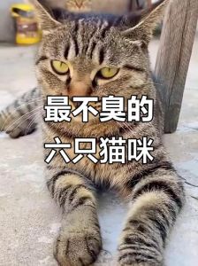 体味小易打理！（最干净不臭的5种猫）