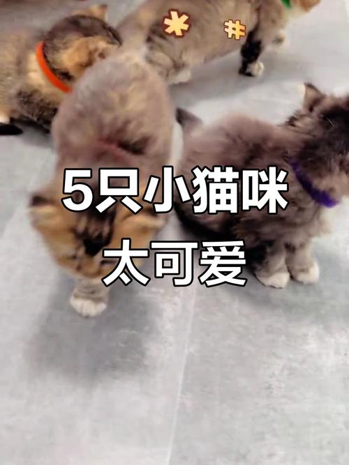 意外混养产串串猫,基因融合现奇景(布偶和金渐层的串串猫长啥样) 意外混养产串串猫,基因融合现奇景(布偶和金渐层的串串猫长啥样)