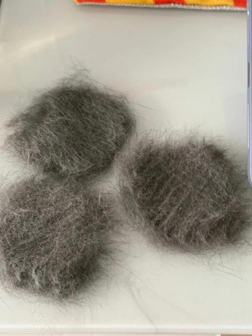 布偶猫掉毛多?梳洗补营养有妙招(如何预防布偶猫掉毛) 布偶猫掉毛多?梳洗补营养有妙招(如何预防布偶猫掉毛)