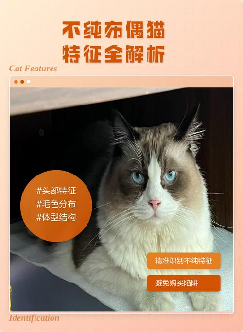 体型脸眼毛,温顺更可信,基因可检测(怎么判断布偶猫纯不纯) 体型脸眼毛,温顺更可信,基因可检测(怎么判断布偶猫纯不纯)