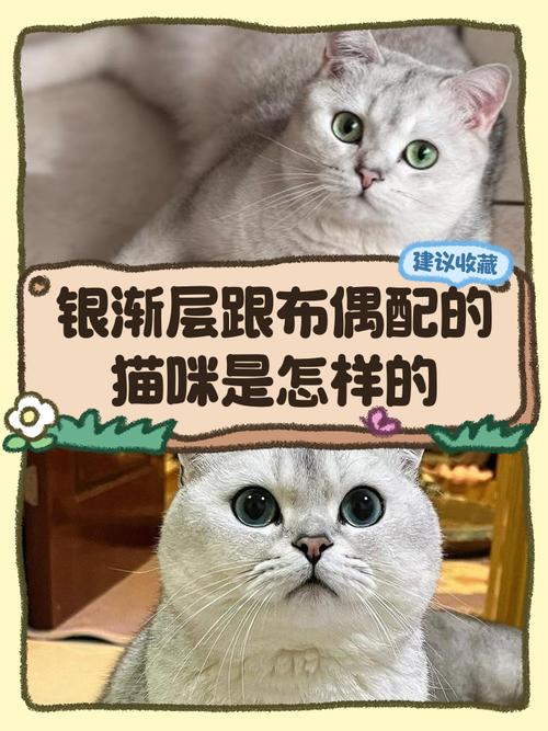 科学选种保健康(母的布偶猫可以配种吗) 科学选种保健康(母的布偶猫可以配种吗)