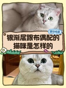科学选种保健康（母的布偶猫可以配种吗）