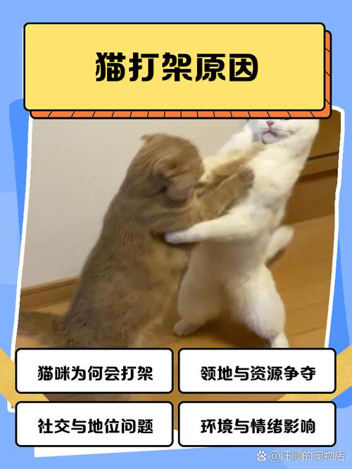 两只公猫养一起会打架吗?(同时养两只公猫会打架吗) 两只公猫养一起会打架吗?(同时养两只公猫会打架吗)