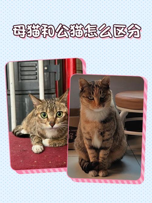 猫咪毛发牙齿看年龄,公母体型乳头辨(如何看猫是幼猫还是成猫) 猫咪毛发牙齿看年龄,公母体型乳头辨(如何看猫是幼猫还是成猫)