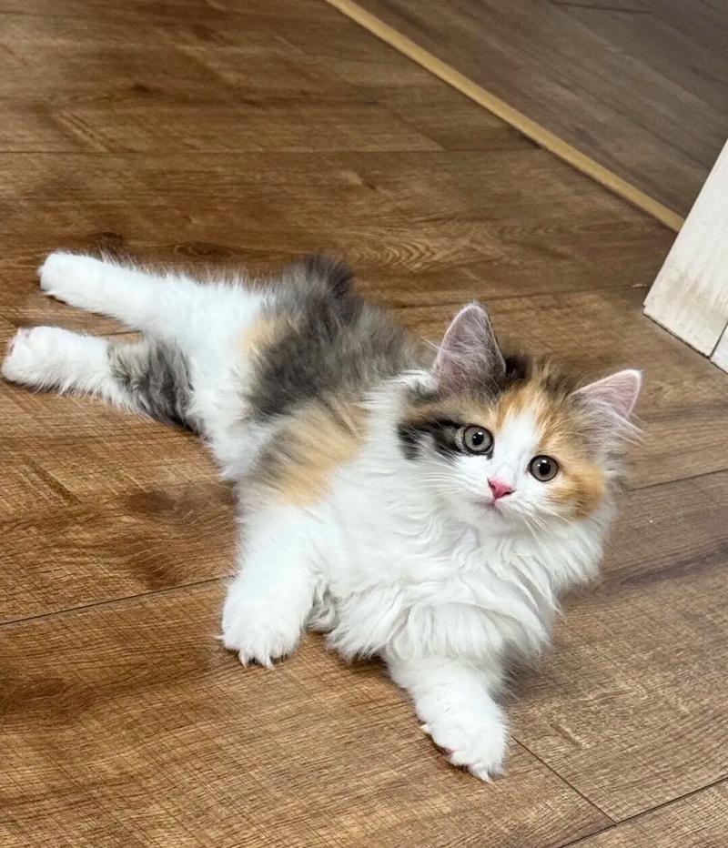 三花猫嫌弃布偶猫?猫咪审美大!(布偶猫三花串串图片) 三花猫嫌弃布偶猫?猫咪审美大!(布偶猫三花串串图片)