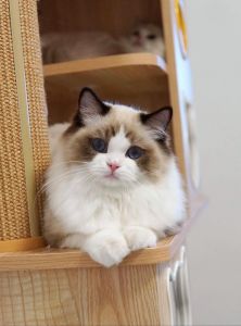 温柔治愈的猫界顶流（——像一只安静的布偶猫。）