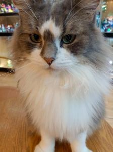梦见粘人小猫，预示好运与温暖相伴（梦到一只听话又粘人的猫）
