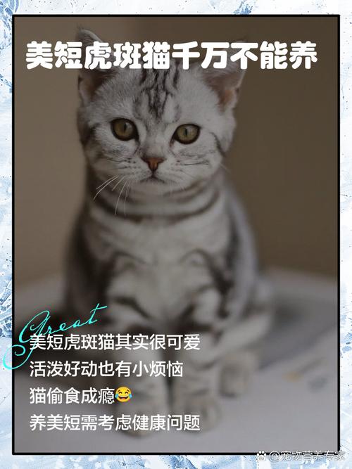 孟星乔笨拙追爱,崔允恩冷淡难近(崔秘书为何如此冷淡1v1虎斑猫) 孟星乔笨拙追爱,崔允恩冷淡难近(崔秘书为何如此冷淡1v1虎斑猫)