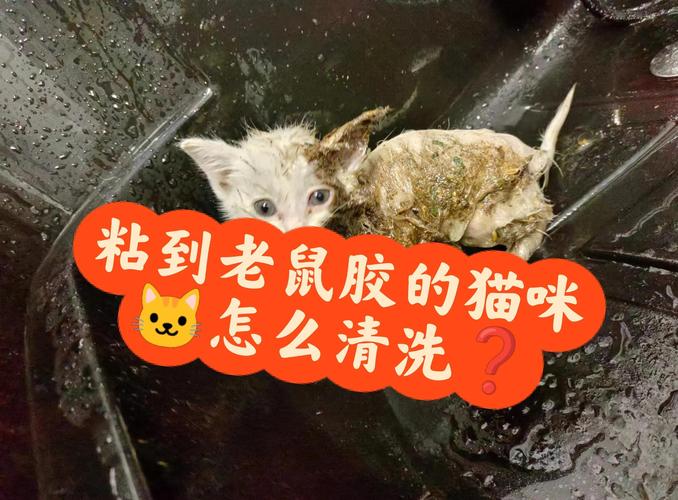 布偶猫粘毛怎么办?修剪清洁来解决(布偶猫拉屎粘毛上怎么办) 布偶猫粘毛怎么办?修剪清洁来解决(布偶猫拉屎粘毛上怎么办)