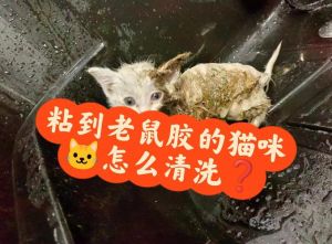 布偶猫粘毛怎么办？修剪清洁来解决（布偶猫拉屎粘毛上怎么办）