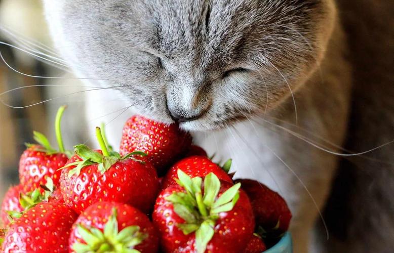 猫咪能吃草莓?清洗少量喂!(猫猫可以吃草莓吗) 猫咪能吃草莓?清洗少量喂!(猫猫可以吃草莓吗)