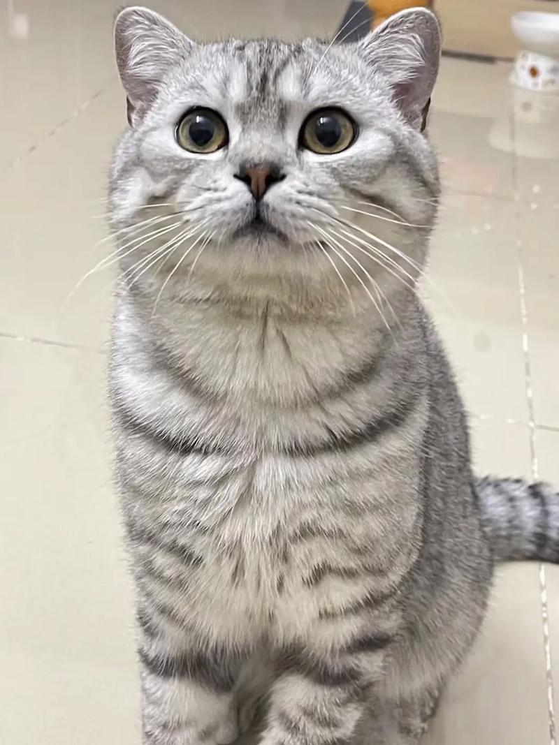 虎斑猫与狸花猫的区别,不纯虎斑猫也是好选择(不纯的虎斑猫) 虎斑猫与狸花猫的区别,不纯虎斑猫也是好选择(不纯的虎斑猫)