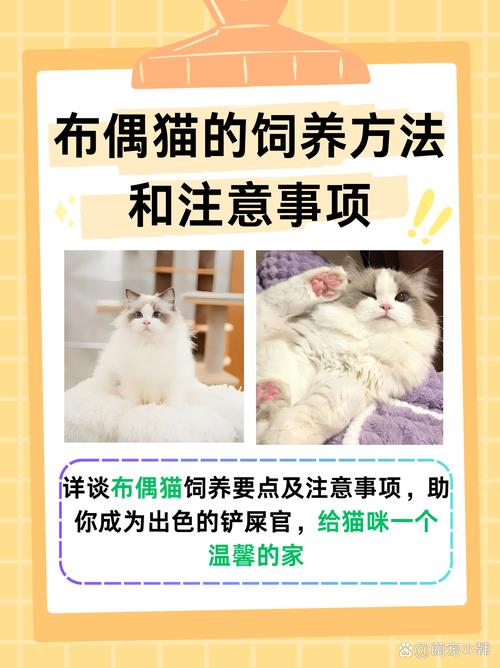 布偶猫粘人?温柔耐心是关键!(如何让布偶猫粘人) 布偶猫粘人?温柔耐心是关键!(如何让布偶猫粘人)