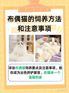 布偶猫粘人？温柔耐心是关键！（如何让布偶猫粘人）