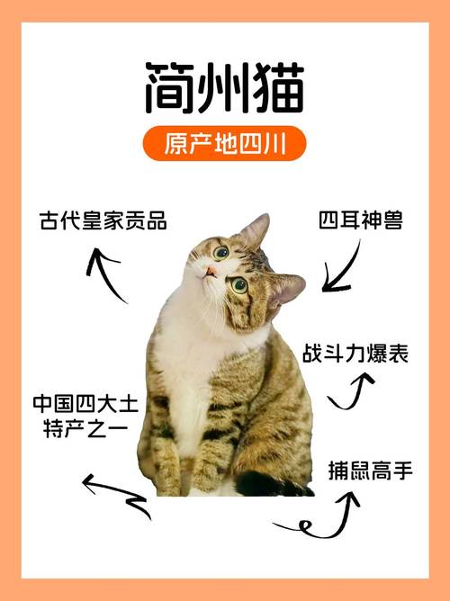 捕鼠能手,忠诚伴侣(简州猫算好猫的吗) 捕鼠能手,忠诚伴侣(简州猫算好猫的吗)