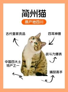 简州猫与狸花猫如何区分？（简州猫和狸花猫的区别图片）