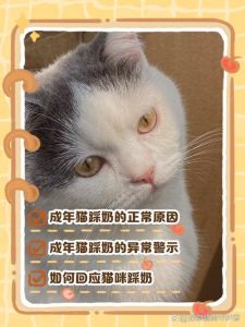 是放松还是身体不适？（公猫频繁踩奶什么原因）