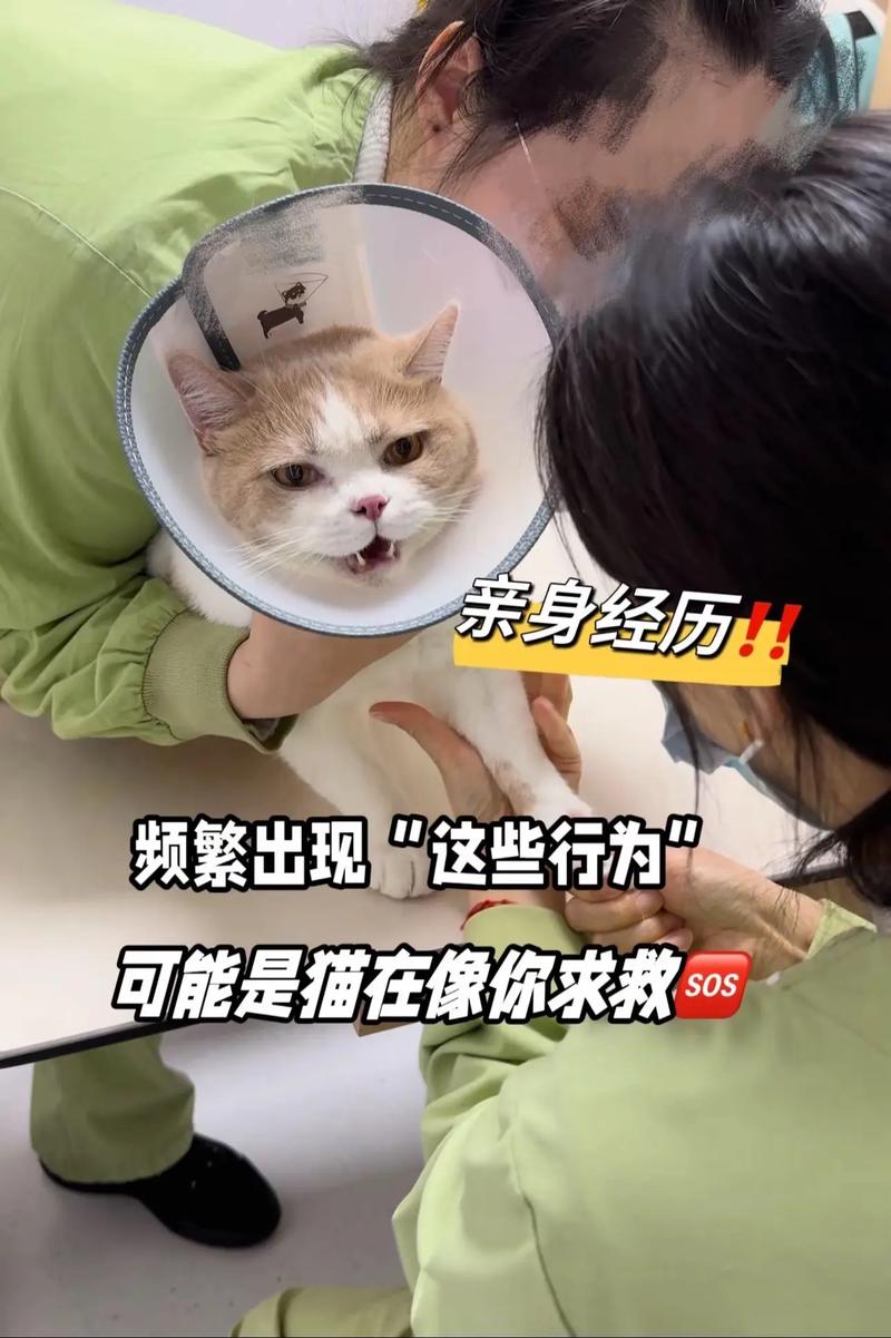 猫草助排毛球,南瓜鸡胸肉也帮忙(猫吃猫草排毛球是不是和吃红薯一样) 猫草助排毛球,南瓜鸡胸肉也帮忙(猫吃猫草排毛球是不是和吃红薯一样)