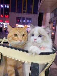 橘猫布偶串串情深，毛球依恋见证友谊（橘猫和布偶猫串串图）