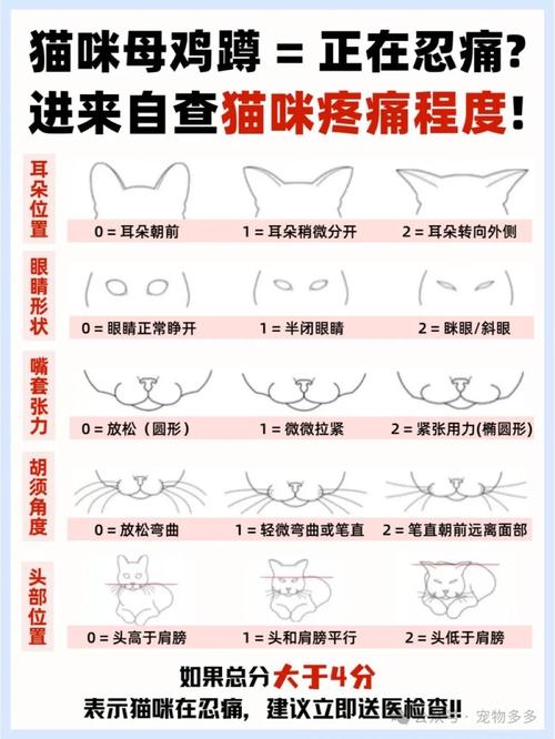 警惕!不善于表达的布偶猫在痛苦时有哪些信号?(布偶猫忍痛的表现) 警惕!不善于表达的布偶猫在痛苦时有哪些信号?(布偶猫忍痛的表现)