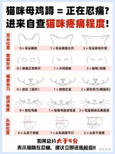 警惕！不善于表达的布偶猫在痛苦时有哪些信号？（布偶猫忍痛的表现）